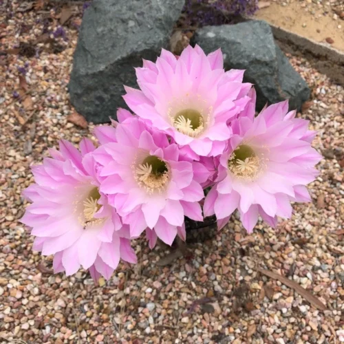 Echinopsis Rainbow Bursts Cactus Plant