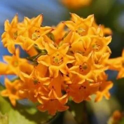 Orange Jessamine Plant 6 Orange Jessamine Plant -Plant Life Decor Shop ef9664 300