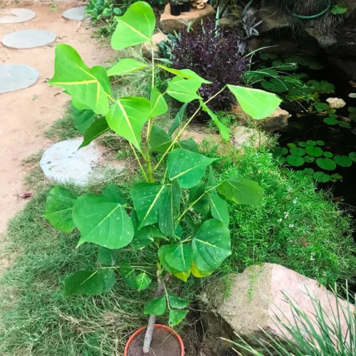 Erythrina Suberosa Pangaro Plant -Plant Life Decor Shop erythrinasuberosa 1