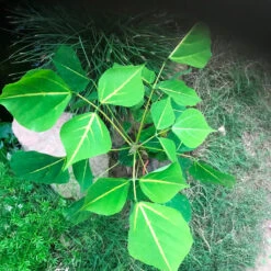 Erythrina Suberosa Pangaro Plant -Plant Life Decor Shop erythrinasuberosa 3