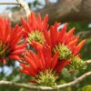 Erythrina Suberosa Pangaro Plant