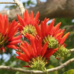 Erythrina Suberosa Pangaro Plant