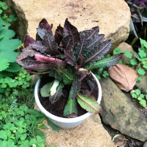 Euphorbia Francoisii Brown Knight Cactus Plant -Plant Life Decor Shop euphorbiafrancoisiibrownknight 2