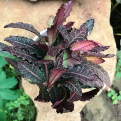 Euphorbia Francoisii Brown Knight Cactus Plant