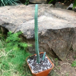 Euphorbia Heterochroma Cactus Plant -Plant Life Decor Shop euphorbiaheterochromassp.heterochroma 3