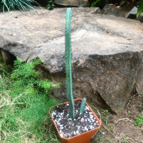 Euphorbia Heterochroma Cactus Plant -Plant Life Decor Shop euphorbiaheterochromassp.heterochroma 3