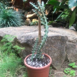 Euphorbia Knuthii Cactus Plant -Plant Life Decor Shop euphorbiaknuthii 1