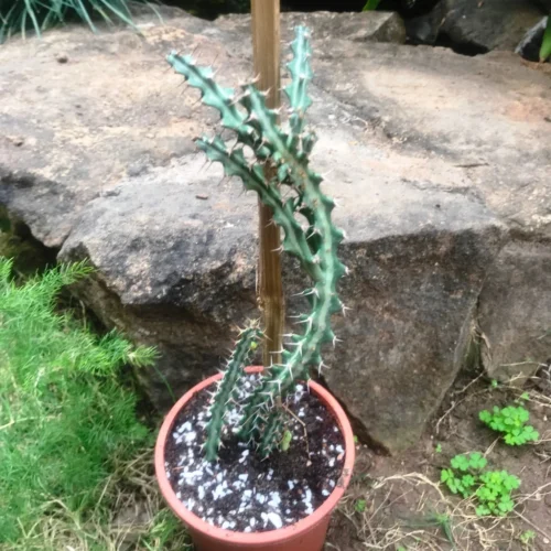 Euphorbia Knuthii Cactus Plant -Plant Life Decor Shop euphorbiaknuthii 2