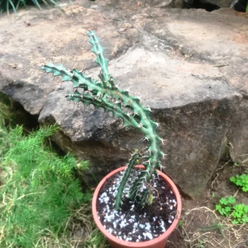 Euphorbia Knuthii Cactus Plant -Plant Life Decor Shop euphorbiaknuthii 3