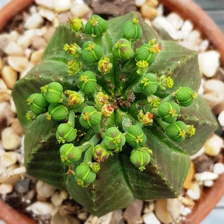 Euphorbia Meloformis Cactus Plant 3 Euphorbia Meloformis Cactus Plant - Image 3
