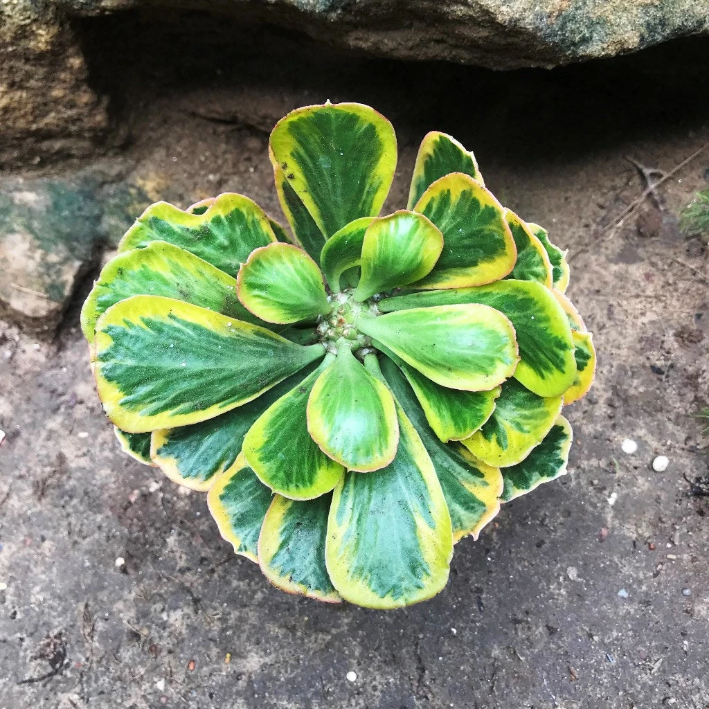 Euphorbia Poissonii Variegata Cactus Plant 2 Euphorbia Poissonii Variegata Cactus Plant - Image 2