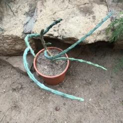 Euphorbia Septentrionalis Cactus Plant 5 Euphorbia Septentrionalis Cactus Plant -Plant Life Decor Shop euphorbiaseptentrionalis 2