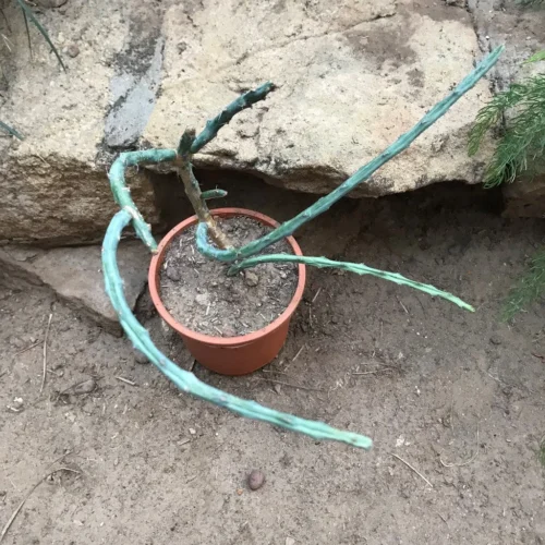 Euphorbia Septentrionalis Cactus Plant -Plant Life Decor Shop euphorbiaseptentrionalis 2