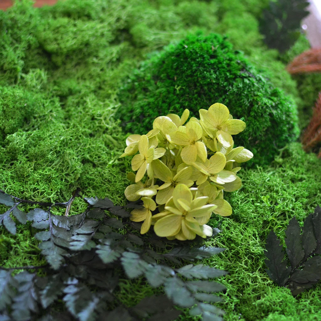 Fern Frenzy Preserved Moss Frame With Dark Wood 4 Fern Frenzy Preserved Moss Frame With Dark Wood - Image 4