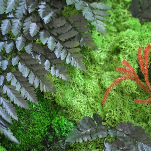 Fern Frenzy Preserved Moss Frame With Dark Wood -Plant Life Decor Shop fern frenzy 4