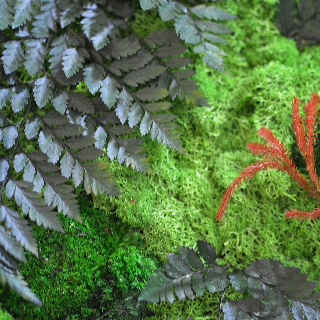 Fern Frenzy Preserved Moss Frame With Dark Wood 5 Fern Frenzy Preserved Moss Frame With Dark Wood - Image 5