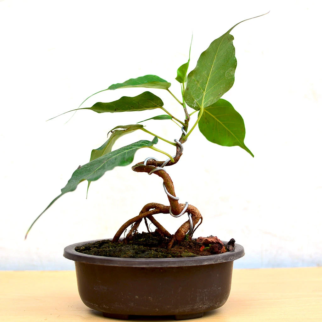 Bonsai Ficus Religiosa Plant 1 Bonsai Ficus Religiosa Plant