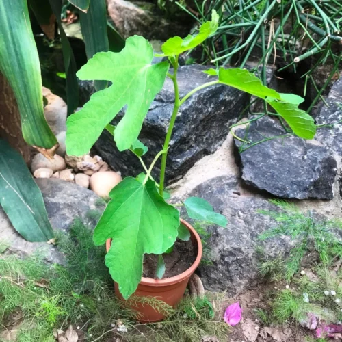 Fig Deanna Tissue Culture Anjeer Plant -Plant Life Decor Shop figdeanna 2