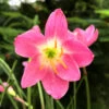 Rain Lily 'Firefly' (Bulbs)