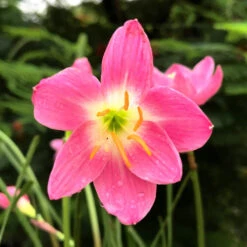 Rain Lily 'Firefly' (Bulbs)