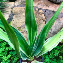 Furcraea Gigantea Striata Cactus Plant -Plant Life Decor Shop furcraeagiganteastriata 6