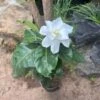 Gardenia Jasminoides Plant