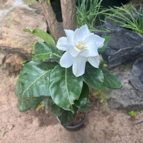 Gardenia Jasminoides Plant