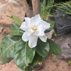 Gardenia Jasminoides Plant -Plant Life Decor Shop gardeniajasminoides 2