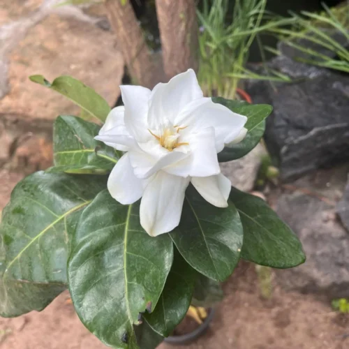 Gardenia Jasminoides Plant -Plant Life Decor Shop gardeniajasminoides 2