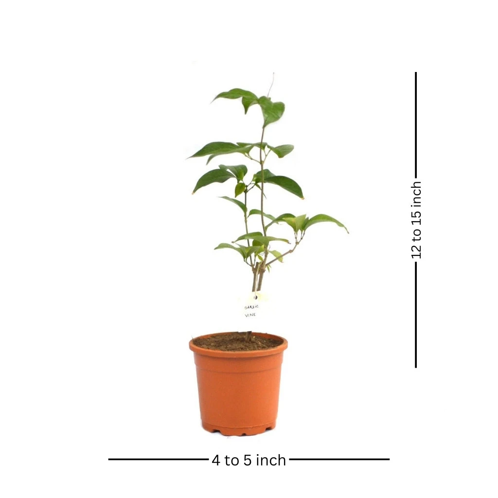 Garlic Vine Plant 6 Garlic Vine Plant - Image 6