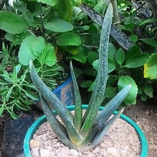 Gasteria Pulchra Succulent Plant