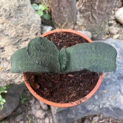 Gasteria Armstrongii Succulent Plant -Plant Life Decor Shop gasteriaarmstrongii 2