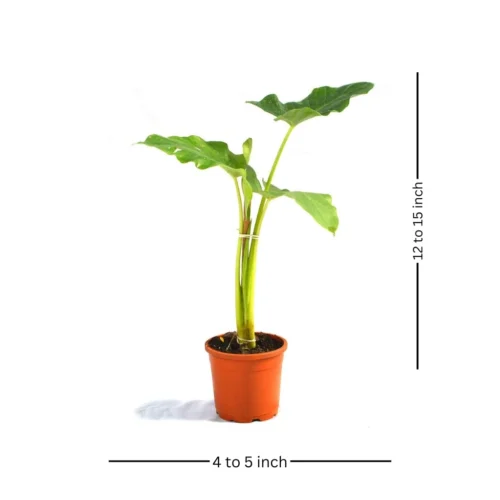 Alocasia Macrorrhizos Giant Taro Plant -Plant Life Decor Shop gianttaro