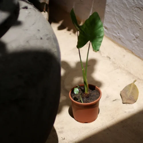 Alocasia Macrorrhizos Giant Taro Plant -Plant Life Decor Shop gianttaro 3