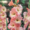 Gladiolus ‘Friendship’ Bulbs