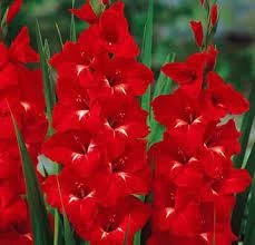 Gladiolus ‘Trader Horn’ Bulbs