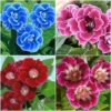 Gloxinia Multiflora (Mix Bulbs)