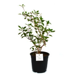 Thryallis Golden Shower Plant -Plant Life Decor Shop golden shower 1