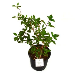 Thryallis Golden Shower Plant -Plant Life Decor Shop golden shower 2