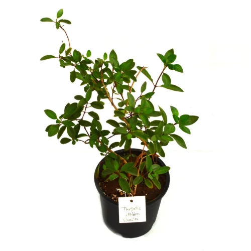 Thryallis Golden Shower Plant 7 Thryallis Golden Shower Plant -Plant Life Decor Shop golden shower 2