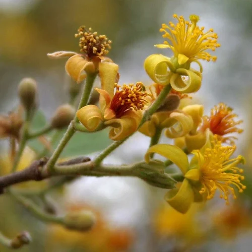 Grewia Asiatica Phalsa Plant