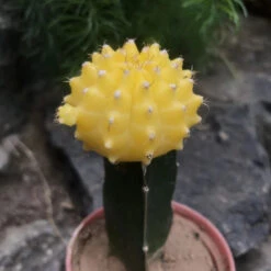 Grafted Yellow Moon Cactus Plant