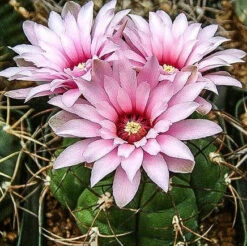 Gymnocalycium Chiquitanum X Hybrid Cactus Plant -Plant Life Decor Shop gymnocalyciumchiquitanum flower 1