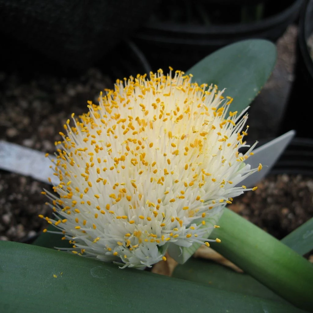 Haemanthus Albiflos Lily Plant 1 Haemanthus Albiflos Lily Plant