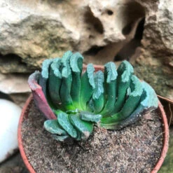 Haworthia Truncata Succulent Plant