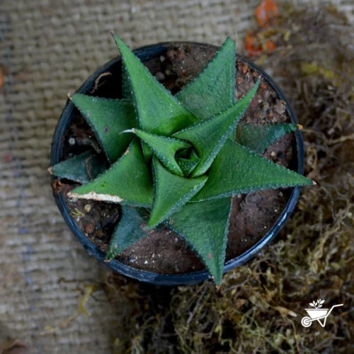 Haworthia Viscosa Succulent Plant