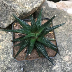 Haworthia Limifolia V Keithii Succulent Plant