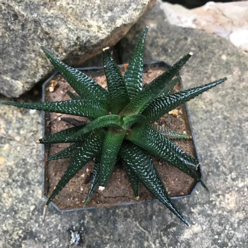 Haworthia Limifolia V Keithii Succulent Plant