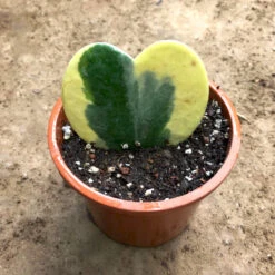 Hoya Kerrii Albomarginata Plant -Plant Life Decor Shop heartleaf hoya 1