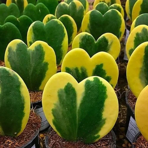 Hoya Kerrii Albomarginata Plant -Plant Life Decor Shop heartleaf hoya 2